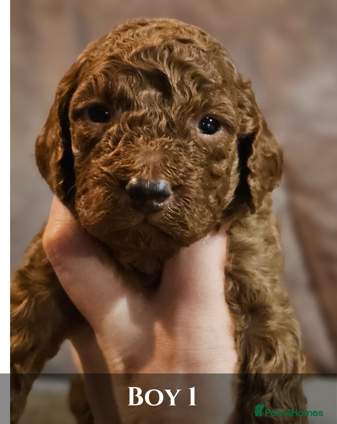 Cavapoo dogs for sale: 5 Beautiful Deep Red F1B Cavapoo Pups - Advert 12