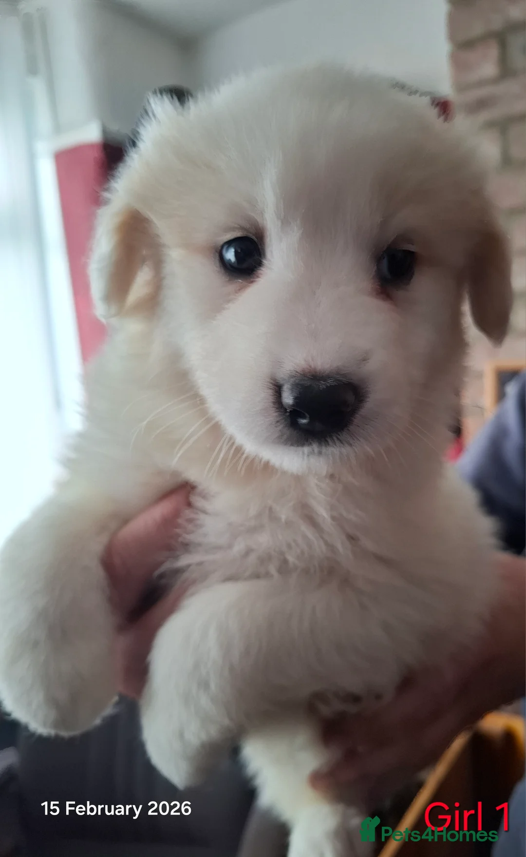 Samoyed dogs for sale: Samoyed x Border Collie Hybrid pups - Advert 10