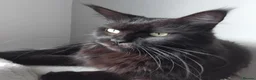 Maine Coon cats for sale: Maine coon kitten black smoke, grey-blue, tortoise - Advert 6