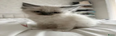 Ragdoll 1