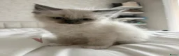 Ragdoll cats for sale: Male ragdoll kitten  - Advert 9