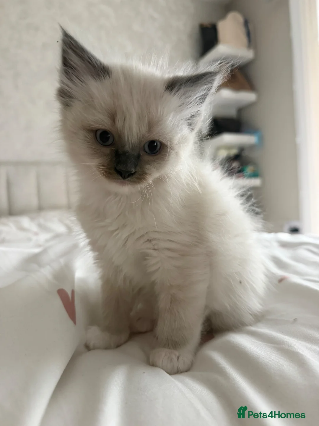 Ragdoll cats for sale: Male ragdoll kitten  - Advert 9