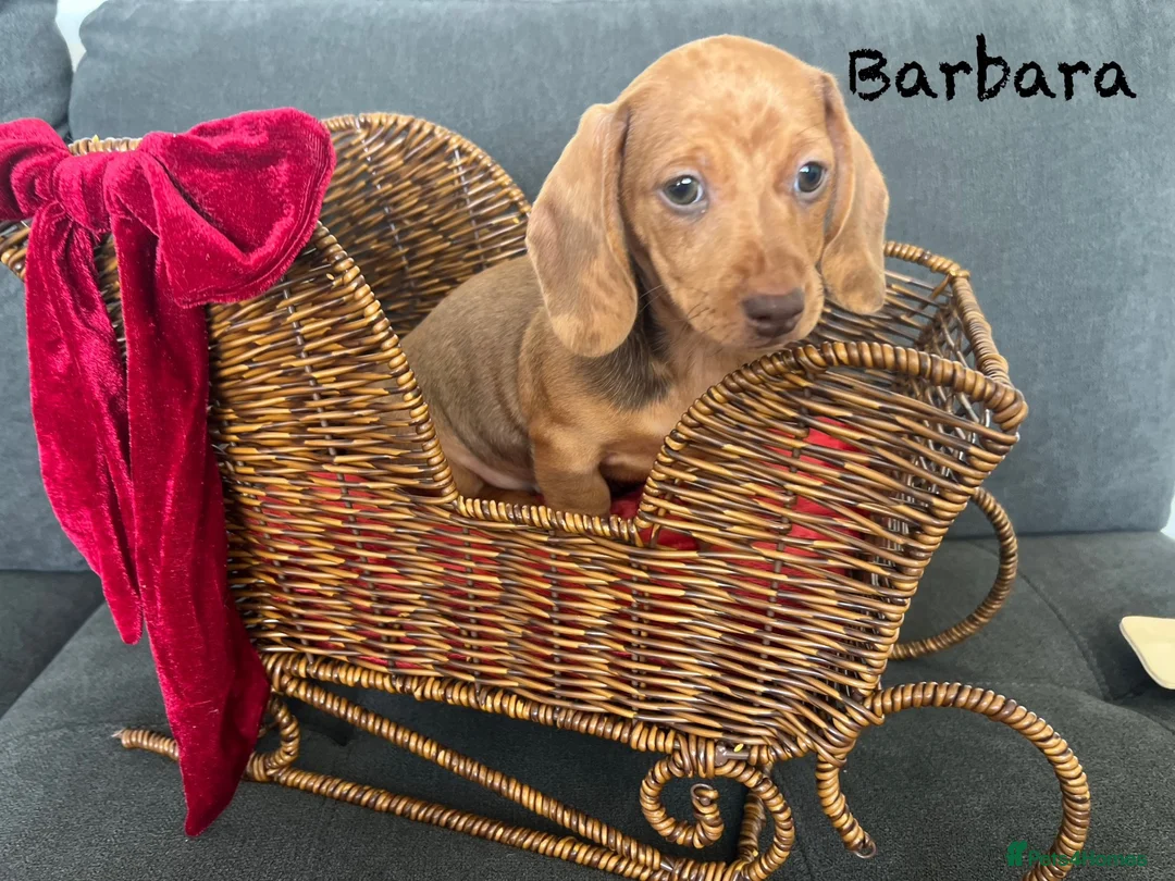 Miniature Dachshund dogs for sale: 4 kc reg & PRA clear girls 9 weeks, ready now  - Advert 2