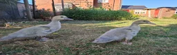 Ducks poultry for sale: Lavender Muscovy ducklings for sale, unsexed - Advert 1