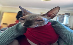 Sphynx cats for sale: Rehoming needed for beautiful Sphynx girl  - Image 3