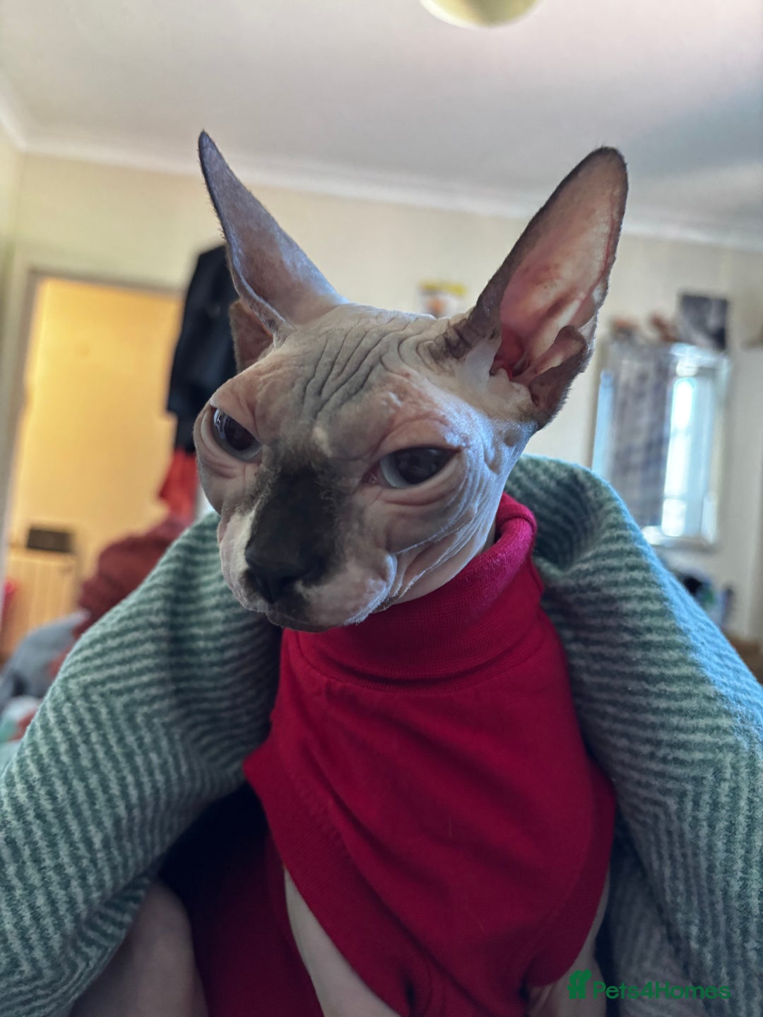 Sphynx cats for sale: Rehoming needed for beautiful Sphynx girl  - Image 3