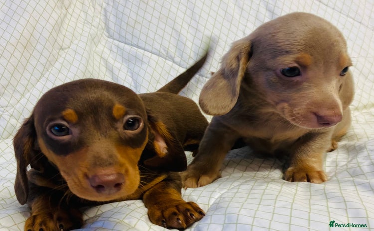 Miniature Dachshund dogs - Advert 7