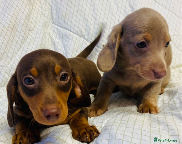 Miniature Dachshund dogs - Advert 7