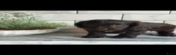 Cockapoo dogs for sale: Ready now f1 Cockerpoos  - Advert 5
