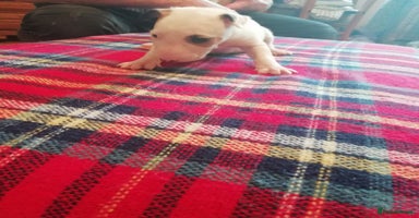 English Bull Terrier dogs - Advert 11