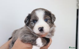 Miniature American Shepherd dogs for sale: 9 Miniature American Shepherd Puppies - Image 1