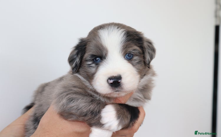 Miniature American Shepherd dogs - Advert 10