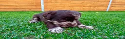 Labradoodle dogs for sale: Beautiful Chocolate Labradoodle Babies 🐾🐾🐾 - Advert 10