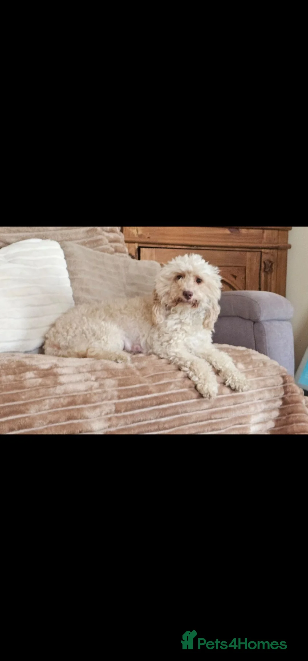 Cockapoo dogs for sale: Cockapoos(Chocolate)Small. - Advert 2