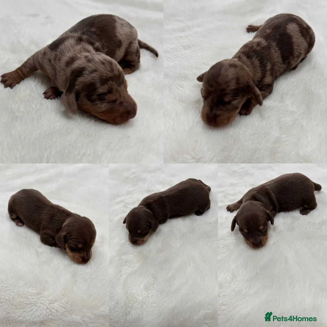 Miniature Dachshund dogs for sale: Smooth miniature dachshund puppies KC  - Advert 1