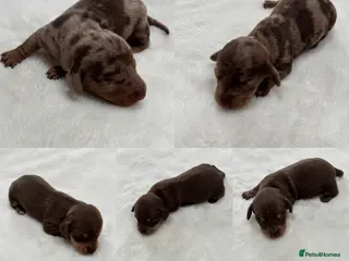 Miniature Dachshund dogs Smooth miniature dachshund puppies KC - Advert 4