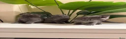 British Shorthair cats for sale: Beautiful British short hair kittens  - Advert 9
