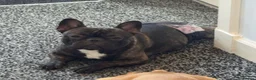 French Bulldog dogs for stud: Standard red brindle stud  - Advert 2
