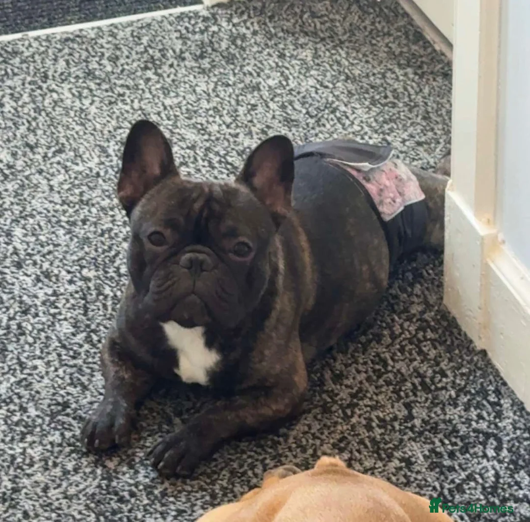 French Bulldog dogs for stud: Standard red brindle stud  - Advert 2