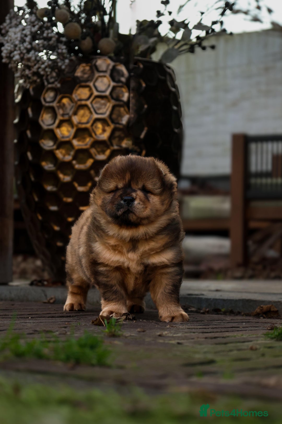 Chow Chow dogs for stud: Taco - a KC-registered Chocolate Fawn Tan Carrier - Advert 9