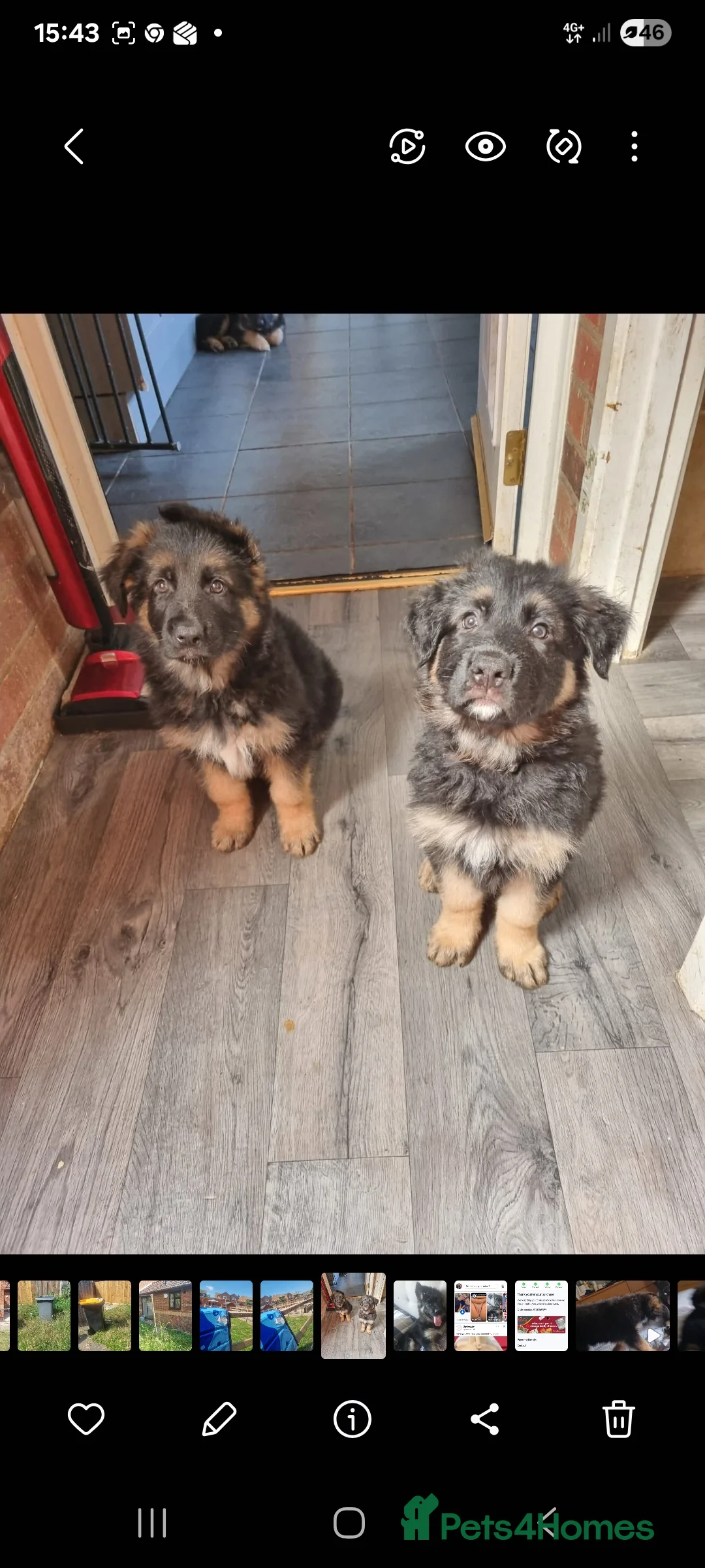 German Shepherd dogs for sale: Two puppies  in Bedford - Advert 2