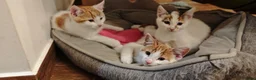 Mixed Breed cats for sale: Ginger-and-white boys and one Clico girl - Advert 20