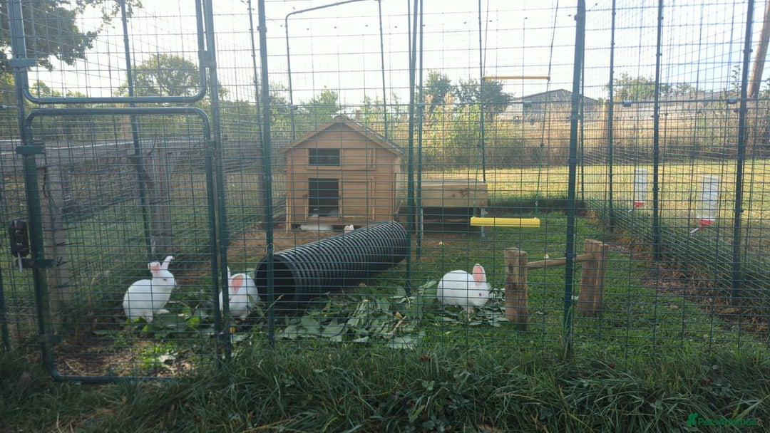 New Zealand rabbits for sale: 🐰 New Zealand White Rabbits – Friendly, Healthy🐰 - Image 18