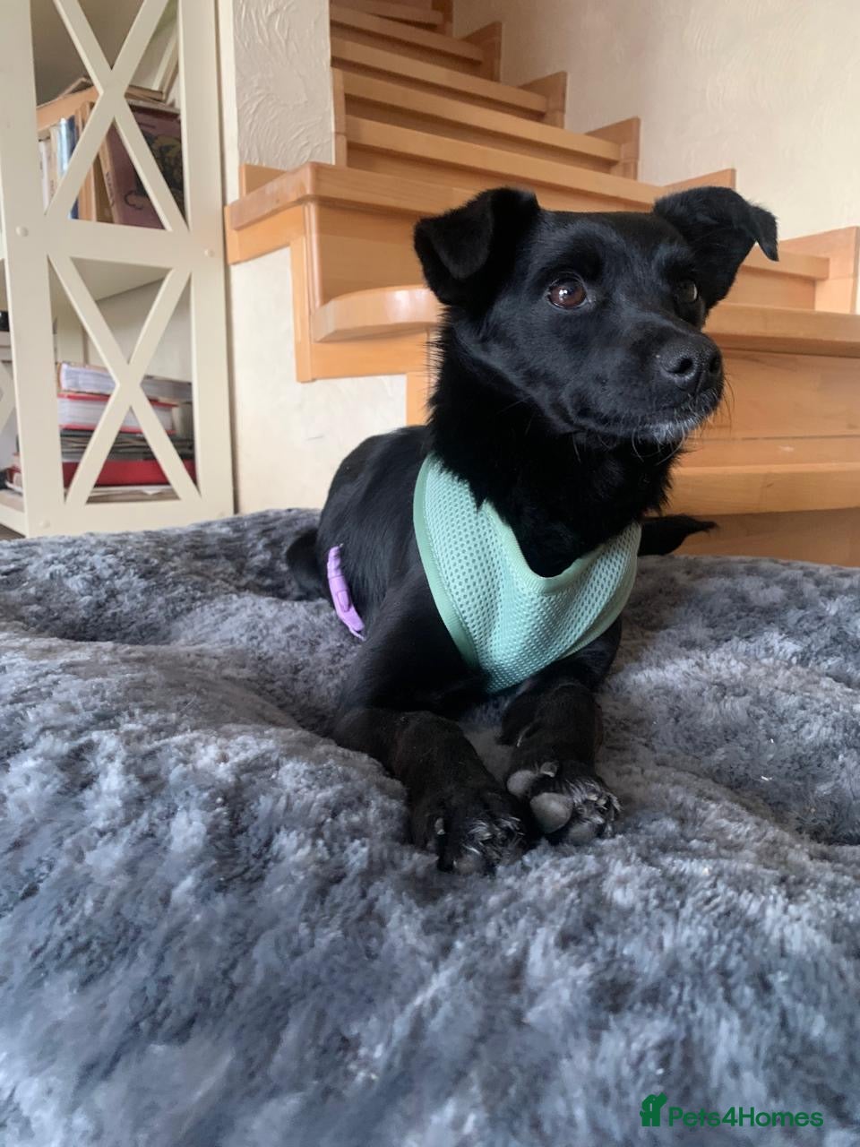 Mixed Breed dogs ❤️🐶 PULKA – SHE OFFERS HER PAW… AND WHOLE HEART - Advert 1