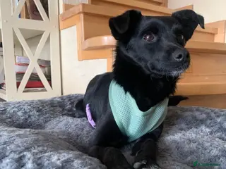 Mixed Breed dogs ❤️🐶 PULKA – SHE OFFERS HER PAW… AND WHOLE HEART - Advert 1