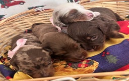 Dachshund dogs for sale: Dachshund  - Advert 8