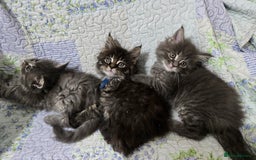 Maine Coon cats for sale: Gorgeous GCCF Maine Coons poss Active - Image 19