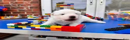 Samoyed dogs for sale: Bundle of joy 3 Puppy - Advert 19