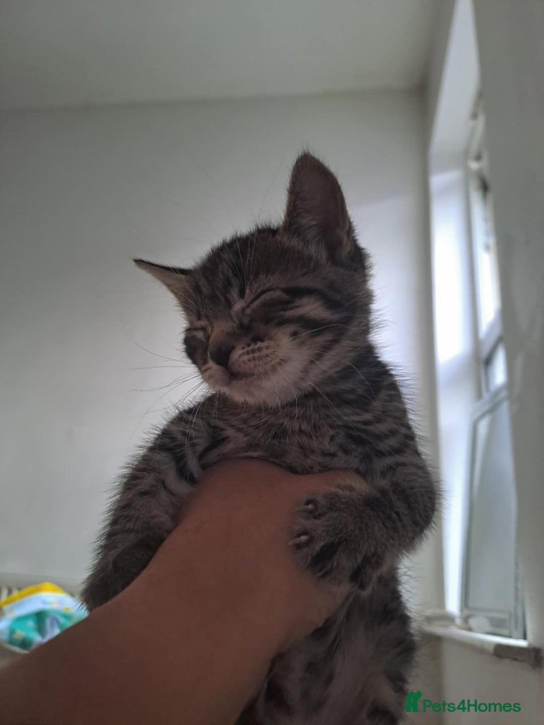 American Shorthair cats for sale: Kittens for sale in Derby - Image 1