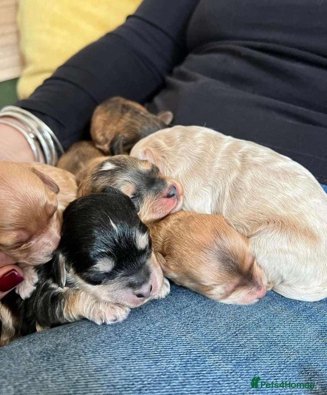 Miniature Poodle dogs for stud: Red Miniature Poodle Stud package Available  in Southampton - Advert 6