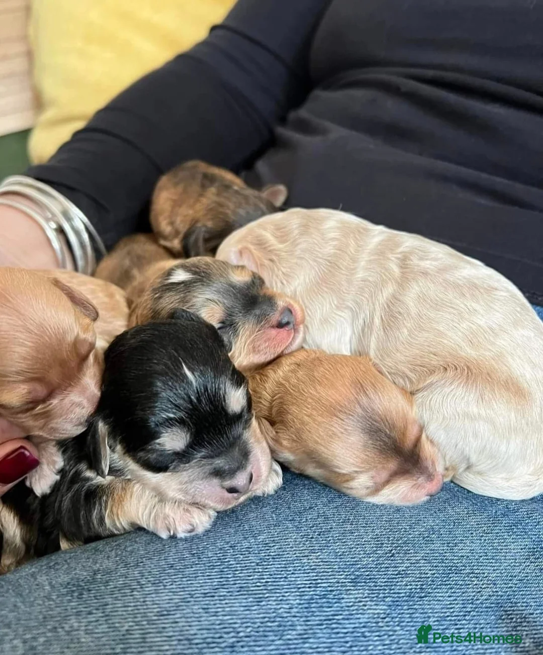 Miniature Poodle dogs for stud: Red Miniature Poodle Stud package Available  in Southampton - Advert 6