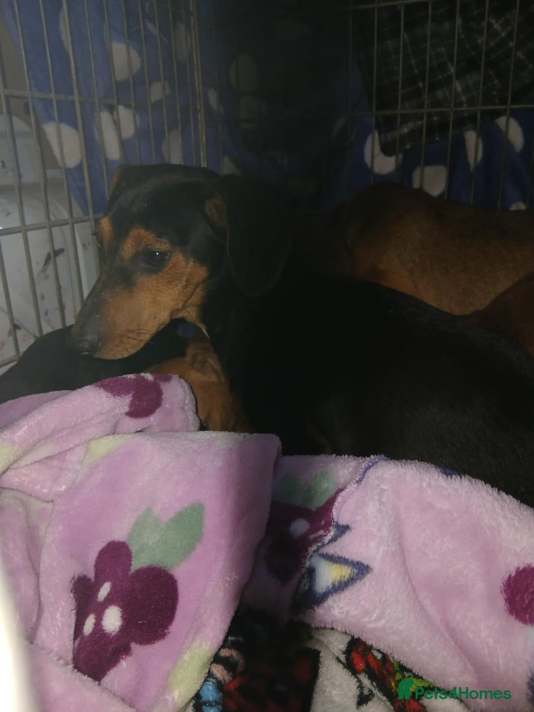 Jackshund dogs for sale: Pups for sale  in Wokingham - Advert 12
