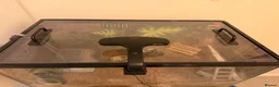 Crabs invertebrates for sale: Two Purple Pincher Hermit Crabs + Habitat  in Brighton - Advert 7