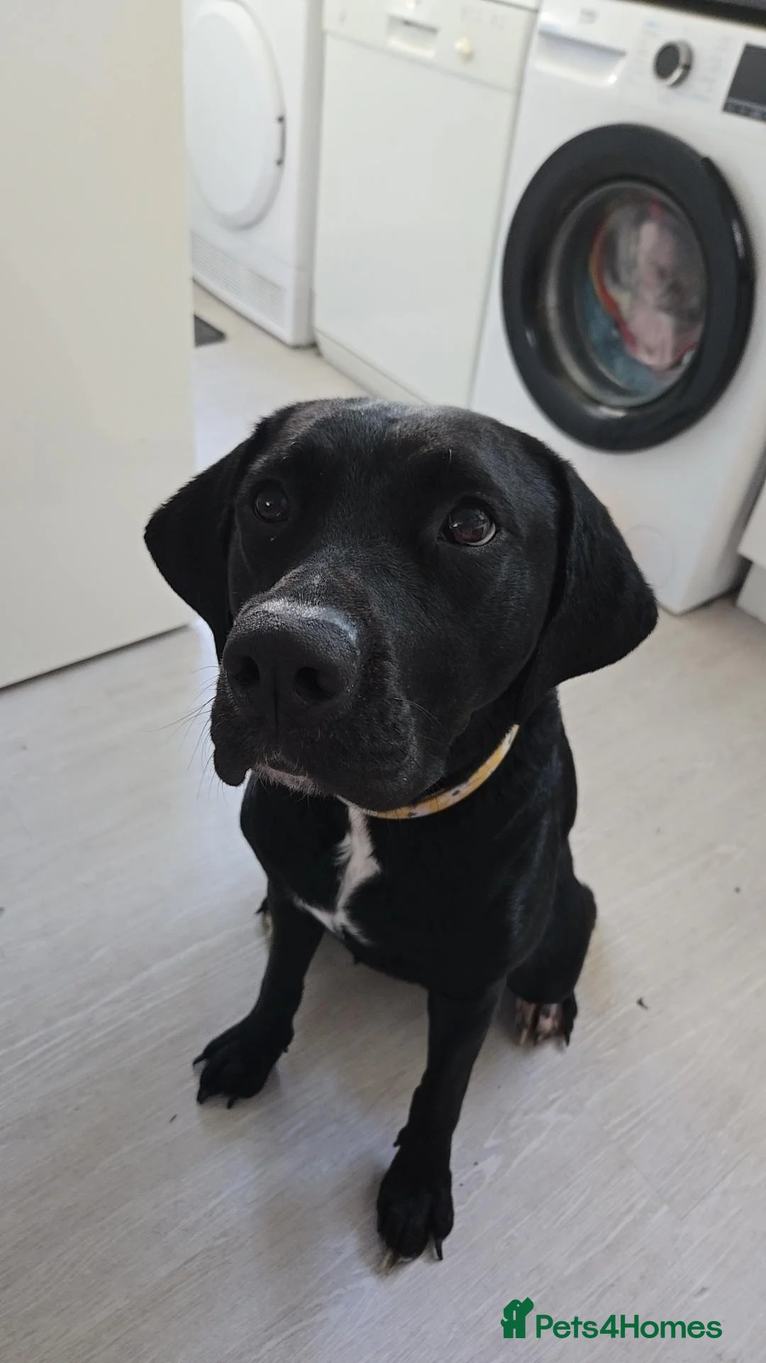 Mixed Breed dogs for sale: Looking for a loving home - 2 year old bullador - Advert 2