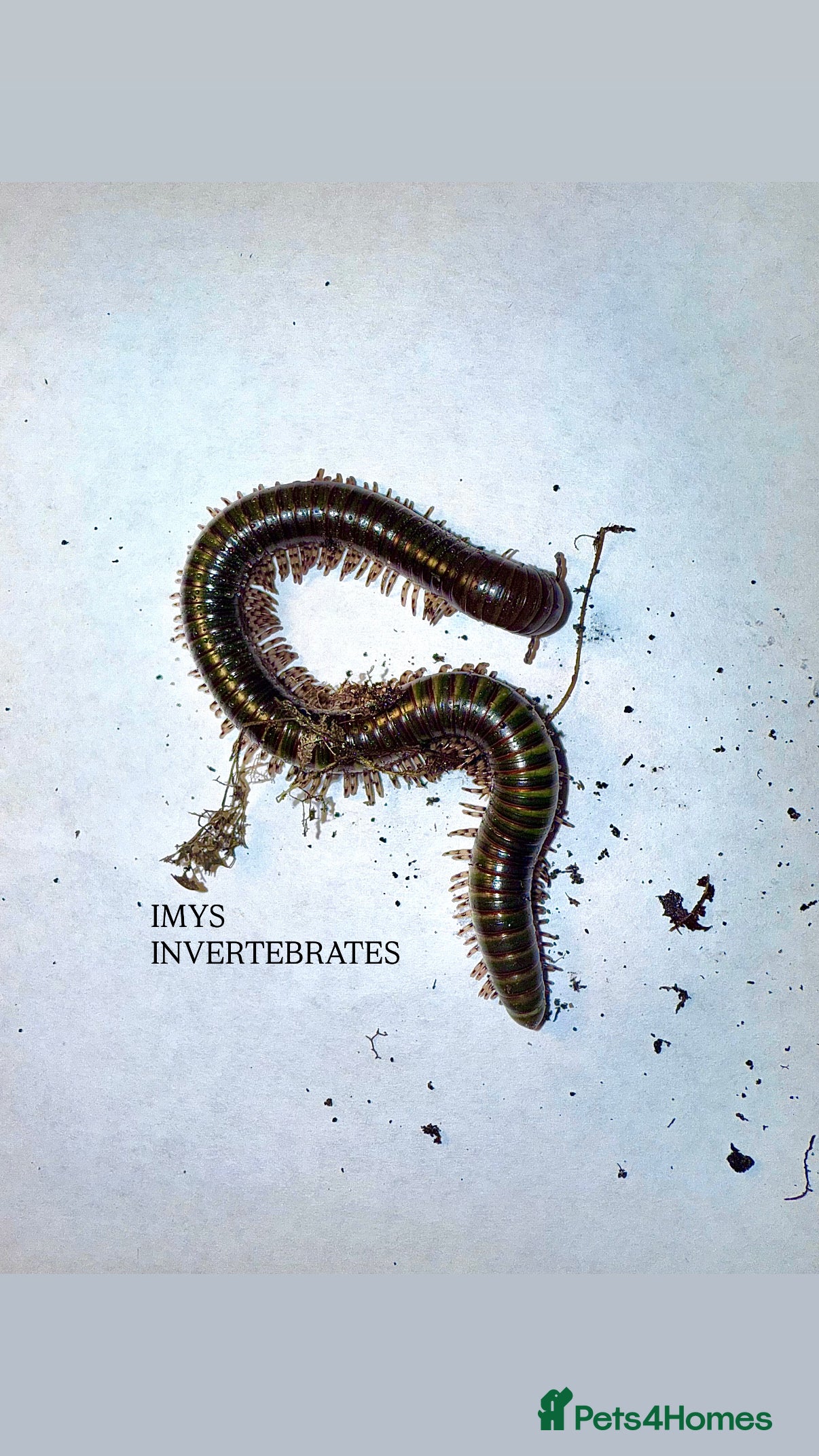 Millipedes invertebrates X1 OLIVE MILLIPEDE HAPPY TO SHIP  - Advert 1