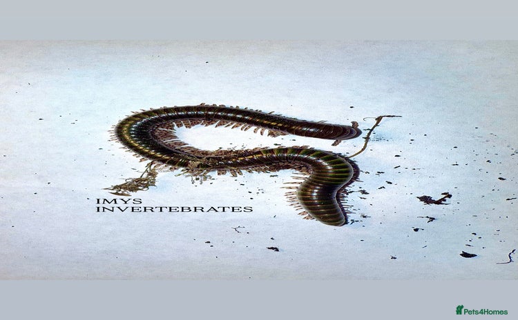 Millipedes invertebrates - Advert 8