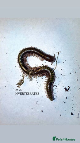 Millipedes invertebrates - Advert 1