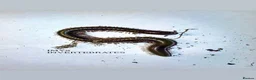 Millipedes invertebrates for sale: X1 OLIVE MILLIPEDE HAPPY TO SHIP  - Advert 1