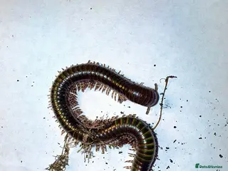 Millipedes invertebrates X1 OLIVE MILLIPEDE HAPPY TO SHIP - Advert 1