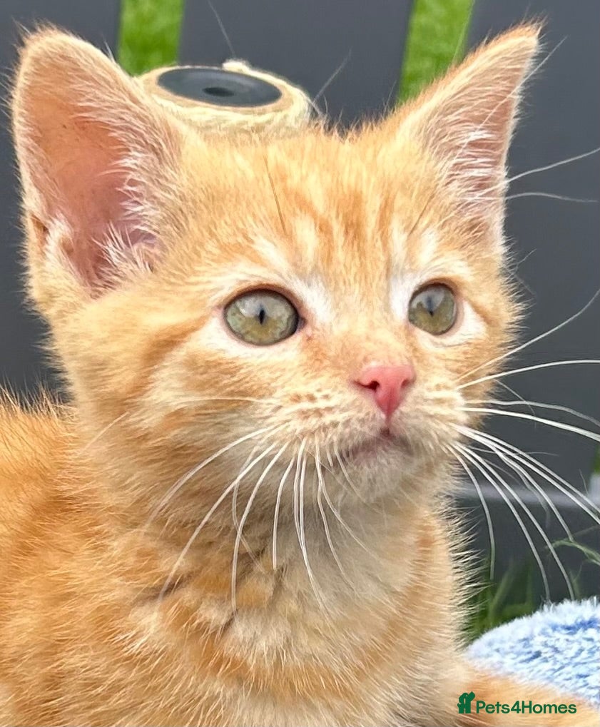 Mixed Breed cats  Gorgeous Tiger Pattern Mackerel Female Tabby - Advert 1