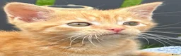 Mixed Breed cats for sale:  Gorgeous Tiger Pattern Mackerel Tabbies - Advert 7