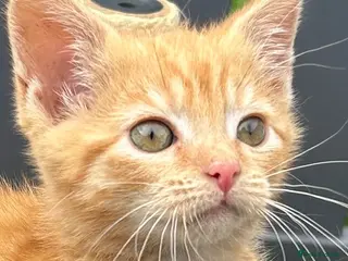 Mixed Breed cats Gorgeous Tiger Pattern Mackerel Female Tabby - Advert 2