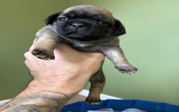 Puggle dogs for sale: Puggle Puppies – Basildon – Ready 12th Dec! - Image 6