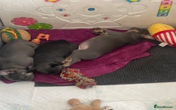 French Bulldog dogs for sale: KC registered french bulldogs  - Image 21