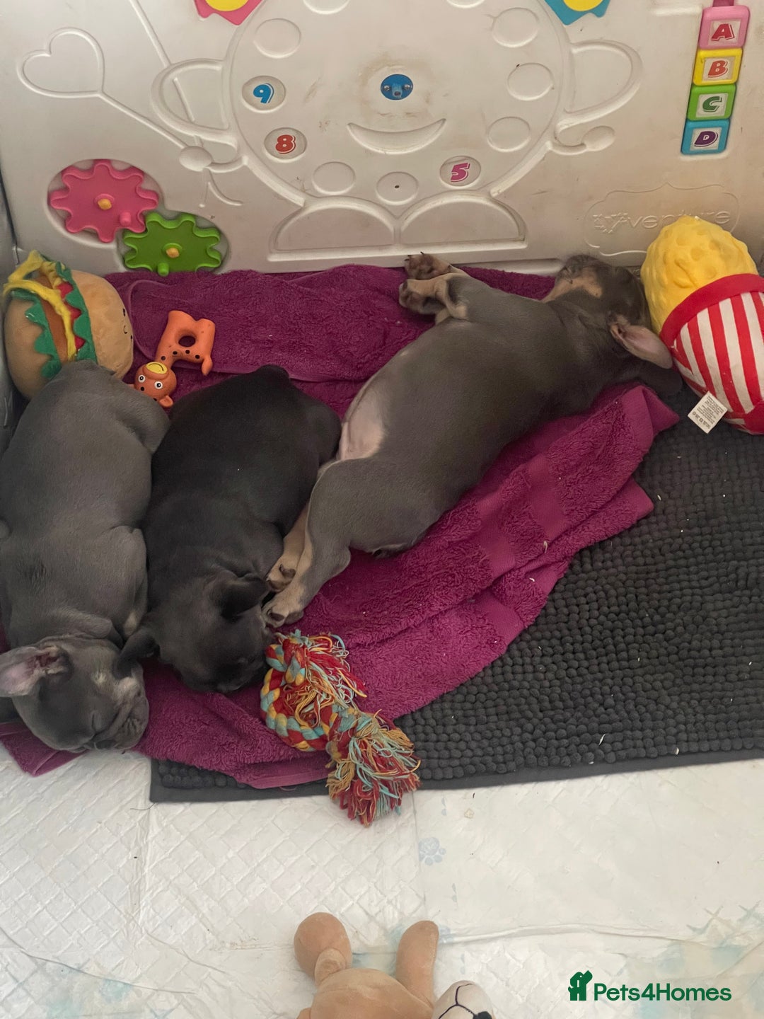 French Bulldog dogs for sale: KC registered french bulldogs  - Image 21