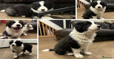 Border Collie dogs - Advert 7